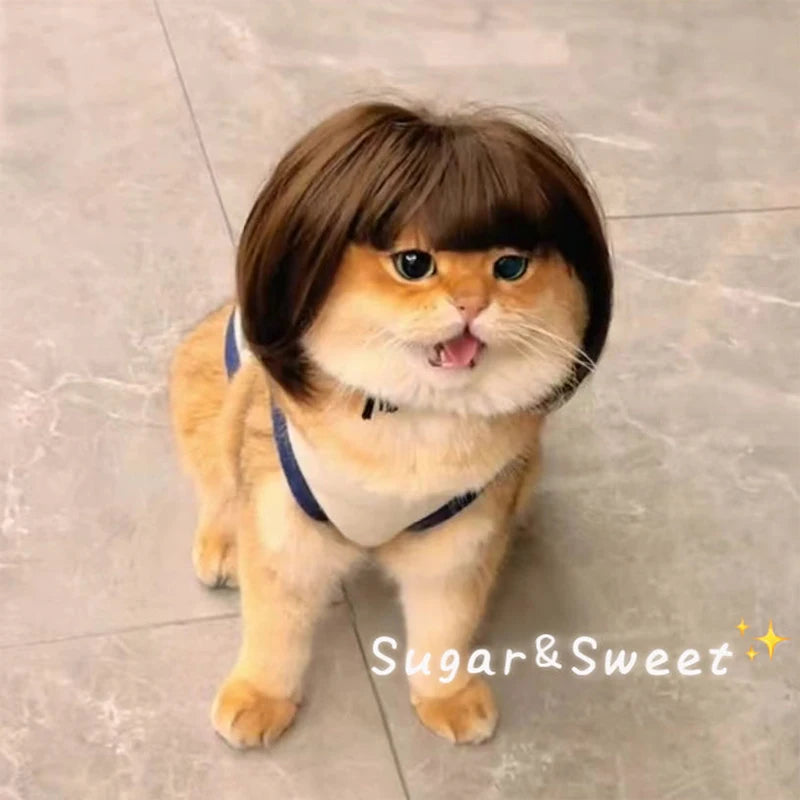 Creative Pet Decor Wig Thin Light Smooth Cat Wig Pet Supplies Funny Cat Wig Trimmable Pet Wig Cat Wig Supplies Pet Accessories